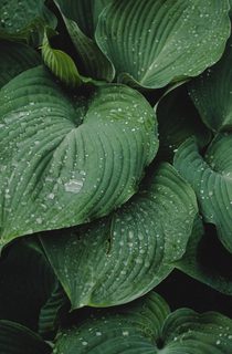 Green plants with water droplets on leaves