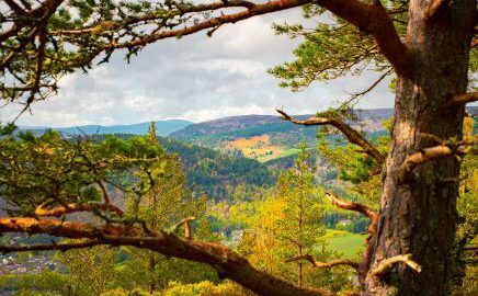 Ballater forest