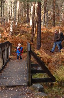 Cambus o May Forestry Commission2