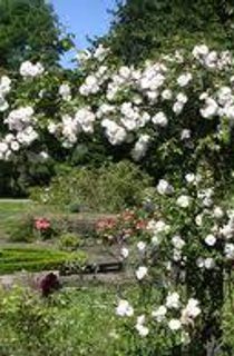Cruickshank Gdns
