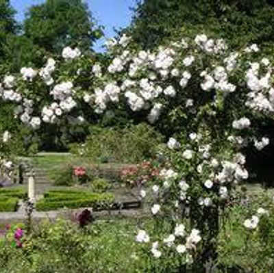 Cruickshank Gdns