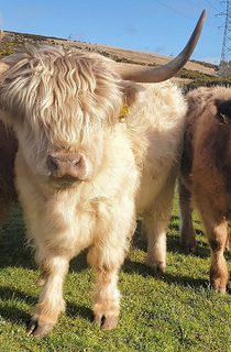 Highlands lores