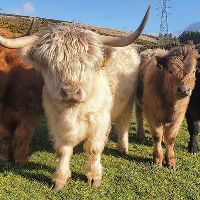 Highlands lores