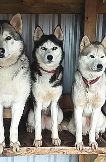 Husky haven