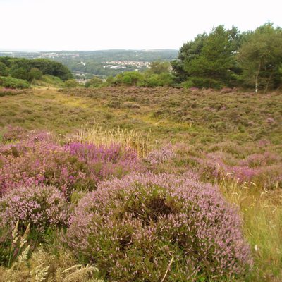 Kincorth Hill Nature Reserve