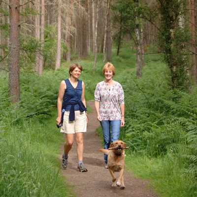 Scolty Forest Forestry Commission