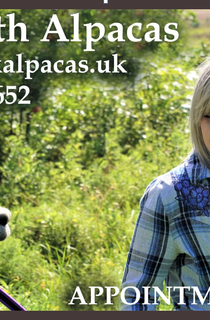 Walk with alpacas