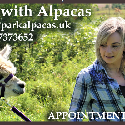 Walk with alpacas