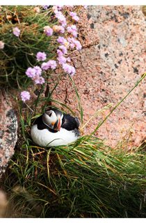 Puffins Havent managed to capture many puffin shots this year as I would like to especially a 2