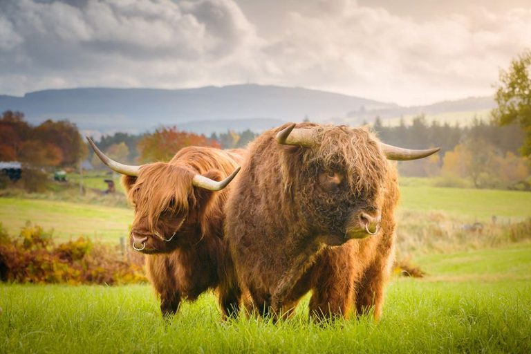 Highland Cow 119 DS 1 low res